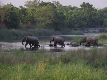 "Jungle Safari in Bardia National Park: Exploring Nepal's Western Terai"